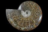 Polished Ammonite (Cleoniceras) Fossil - Madagascar #166401-1